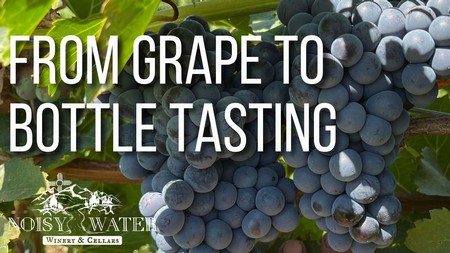 From Grape to Bottle Tasting 1